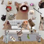 LONG CAT STUDIO