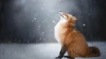 Amber Paws Group Thumbnail