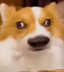 Asian popcatsgroup