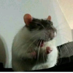 ᴀᴜᴘʜᴏʀɪɪᴀ