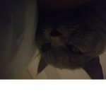 Fan of kitty cats :3