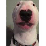Walter The Dog Fan Group :D