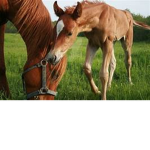horse famliy