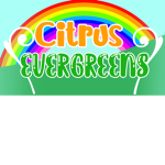 Citrus Evergreens