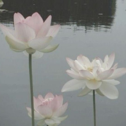 ♡
