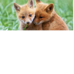 The FoxyArmy