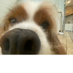 dog :]