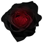 Roseify