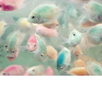Hogi and le fishy fwendz! :3