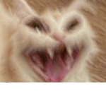 Yelliecat club
