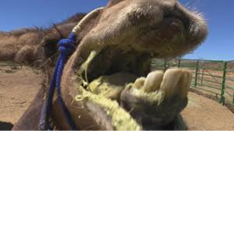 Camel Sacrifice Zone