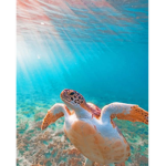 (Turtle _ squad)