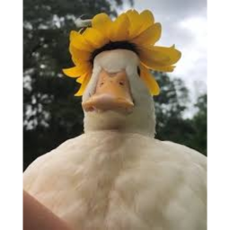 the ducky bank