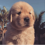Puppy’s pinapples!
