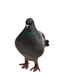 skedel gang
