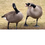 geese group...
