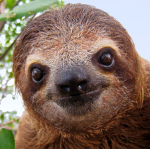 Sloth Comunity