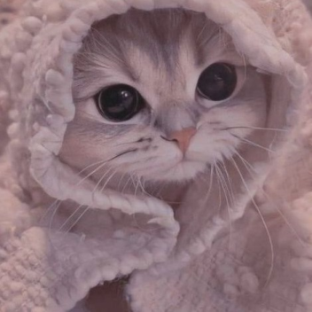 子猫