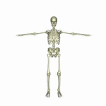 skelly squadrent
