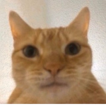 C u t e C a t