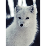 Foxes are BEST!