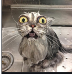 speedycat gang