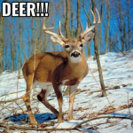 Deer Likers Club