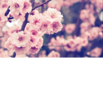 |~| Zella Day's Roleplay,Recording Studio |~|