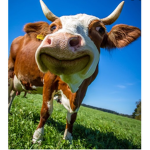 Cow couture
