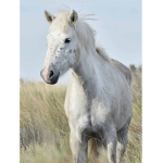 Star Stables Horse Club