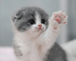 rainys favorite cat enthusiasts
