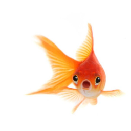 Fishy Swimming Game