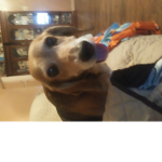 Dog Club For You