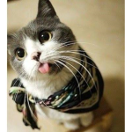 El gato yolo