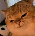 Moi XD