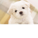 Slushy Puppies!!!