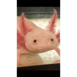 De Axolotl Army Group