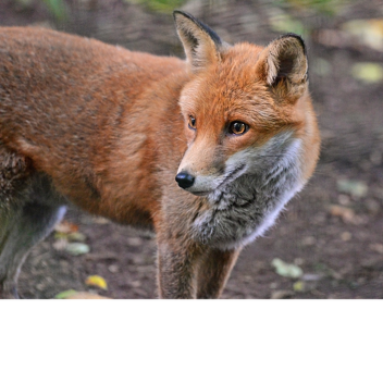 Raise A Fox