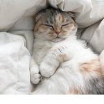 ** Aesthetic cat **