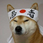 Le Doge Dojo