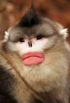 Monnkeyyzz