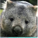 IMPERIO WOMBAT