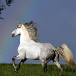 Westside stables