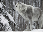 White Shadow Wolf Pack