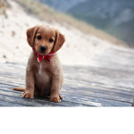 Doggies Clothing