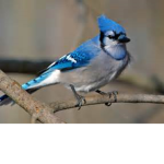 team blue jay