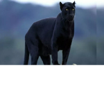 Fluffy_panther
