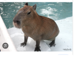The capybara club please join