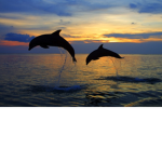 HI everyone how's your day