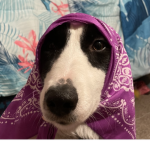 Zelda my baby doggy